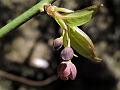 Bellflower Sabia